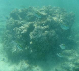 Hotel Grand Palladium Punta Cana Resort & Spa