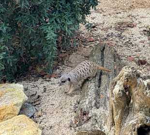 Tiergarten Straubing