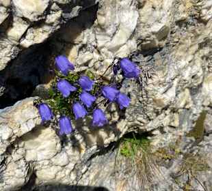 Blume