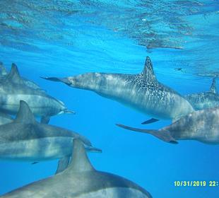 Dolphin House