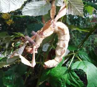 Schrecke im Terrarium des Schmetterlingsgarten