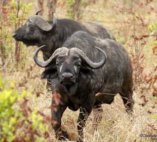 Büffel aufgeschreckt