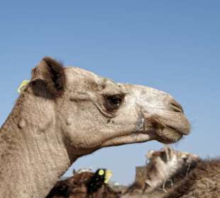 Kamelmartkt