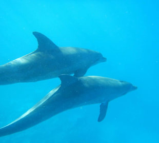 Faszinierende Tiere...