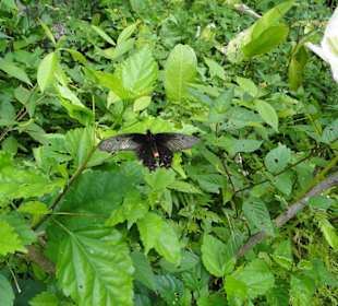 Poring Hot Springs - Schmetterlingsgarten