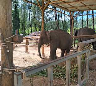 Khao Lak campamento de elefantes y show del mono