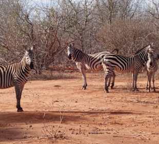 Julius Tact / JT Safaris