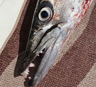 Barracuda