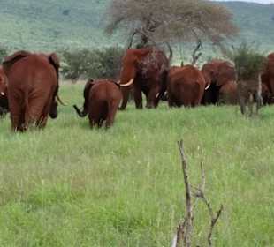 Sarova Salt Lick Game Lodge