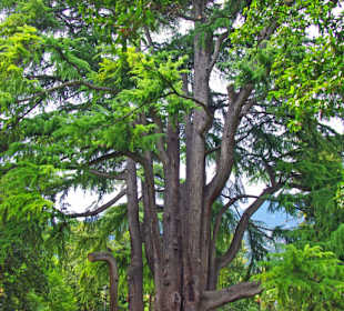 Viele Bäume die ich noch nie sah