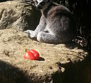 Animals around the zoo