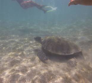 Schildkröte, blaue Fahrt Ausflug