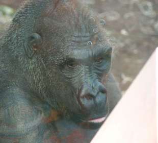Gorilla