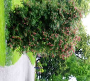 Super schöne Sträucher