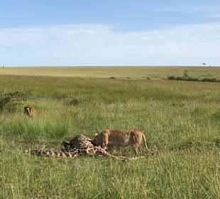 Löwen nach der Jagd