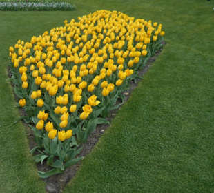 Blumenpracht im Keukenhof