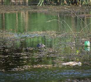 Sumpfkrokodil im Fluß