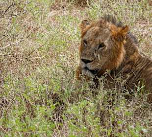 Tsavo Ost und West Safari