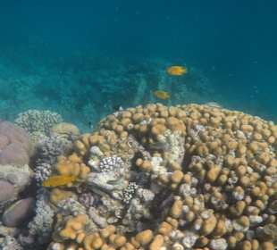 Schnorcheln Makadi Bay