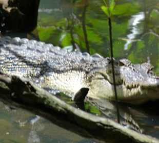 Krokodil gesichtet bei der Bootsfahrt
