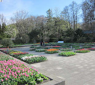 Frühlingserwachen mit Tulpen u.a.