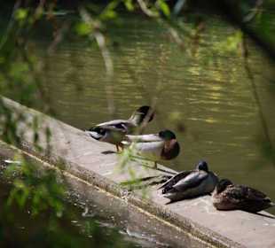 Ruhepause für die Enten am Schlossteich