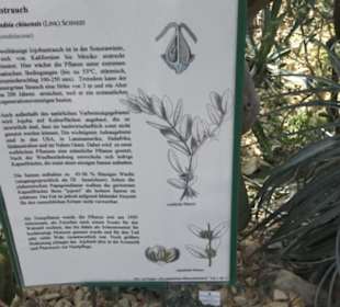 Botanischer Garten