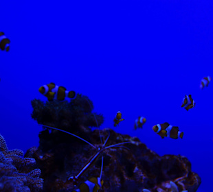 Clownfische die Kinder kenn die eher als Nemo