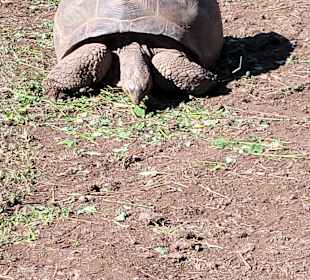 Sie kann man dort nicht streicheln 