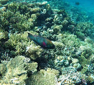 Schnorcheln Makadi Bay