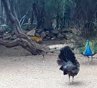 Botanischer Garten Viveiro