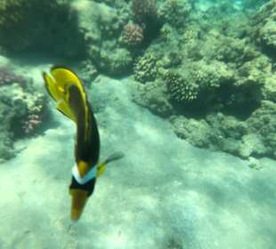 Schnorcheln Makadi Bay