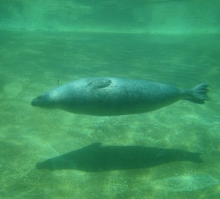 In der Seehundaufzuchtsstation!