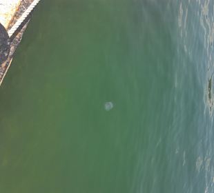 Die Quallen am Yachthafen, die am Badestrand nich