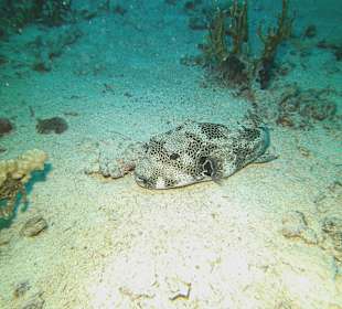 Tauchen bei der Dive Connection