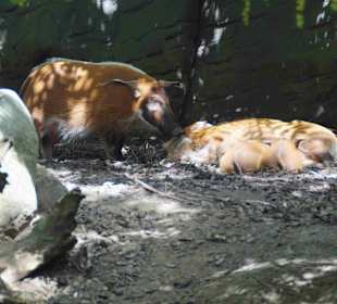 Tierpark Hagenbeck