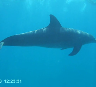 Delphin-Tour