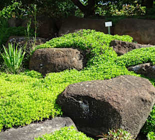Spaziergang durch den Botanischen Garten Bremen