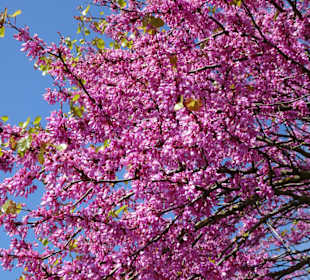 Rundgang durch den Berggarten Hannover