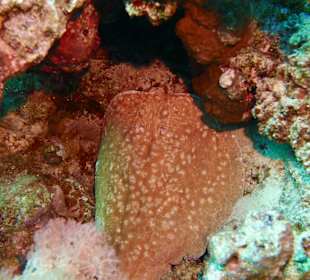 Schnorcheln Sahl Hasheesh