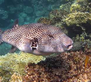 Schwarzfleckkugelfisch