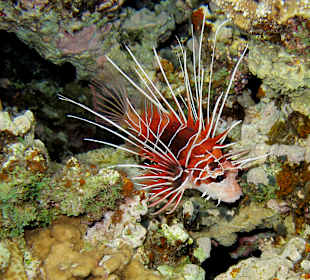 Schnorcheln Dahab