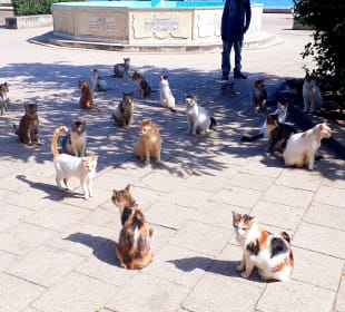 Katzen im Forodhani Park