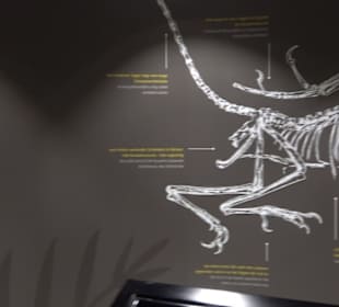 Dinosaurier Museum Altmühltal