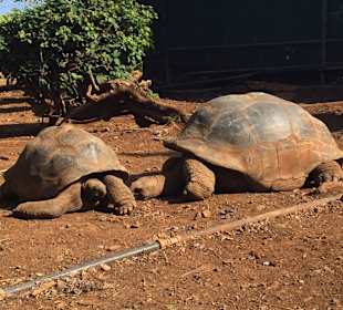 Giant Tortoises at Casela