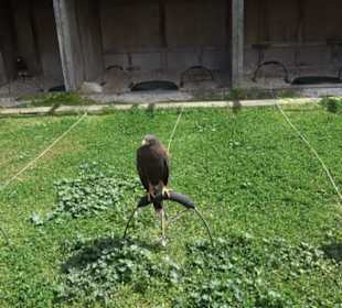 Malta Falconry Centre