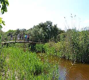 Brückenweg im Naturpark