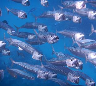 Einfach klasse die Schwärme