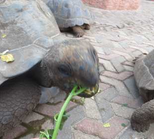 Die Schildkröten auf Prison Island