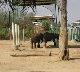 Elefantengehege